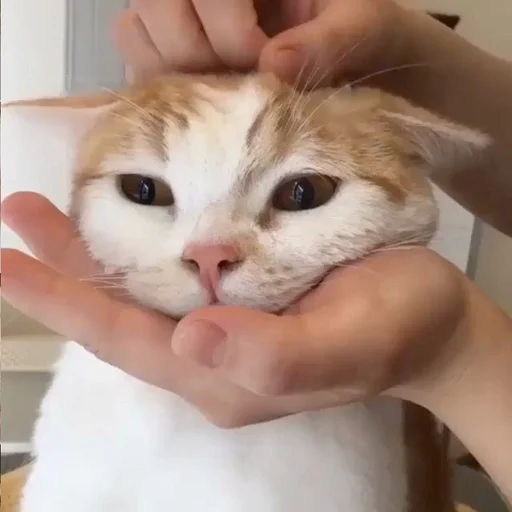 😐 Стикер «Cuteness Overload» для Telegram