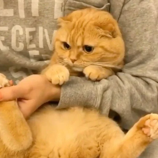 😐 Стикер «Cuteness Overload» для Telegram