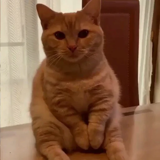 😐 Стикер «Cuteness Overload» для Telegram