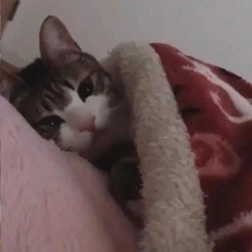 🤕 Стикер «Cuteness Overload» для Telegram