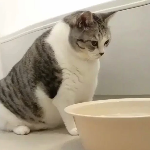 😶 Стикер «Cuteness Overload» для Telegram