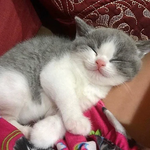 🥱 Стикер «Cuteness Overload» для Telegram