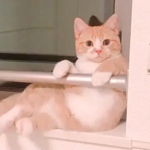 😐 Стикер «Cuteness Overload» для Telegram