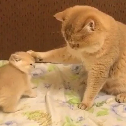 😍 Стикер «Cuteness Overload» для Telegram