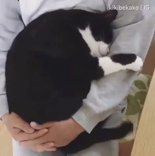 😴 Стикер «Cuteness Overload» для Telegram