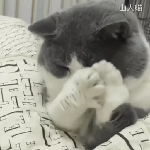 ☹️ Стикер «Cuteness Overload» для Telegram