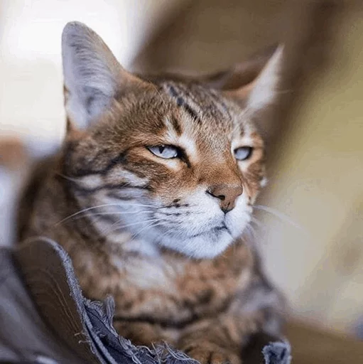 😒 Стикер «Cuteness Overload» для Telegram