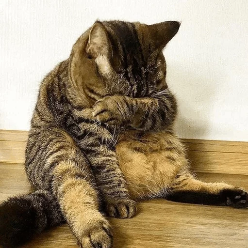 ☹️ Стикер «Cuteness Overload» для Telegram