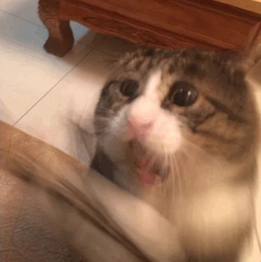 😱 Стикер «Cuteness Overload» для Telegram