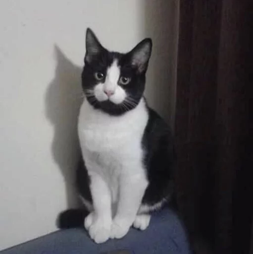😐 Стикер «Cuteness Overload» для Telegram