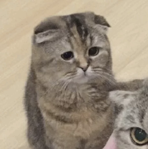 ☹️ Стикер «Cuteness Overload» для Telegram