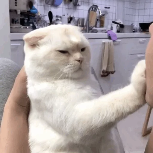 🤤 Стикер «Cuteness Overload» для Telegram