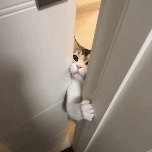 😌 Стикер «Cuteness Overload» для Telegram