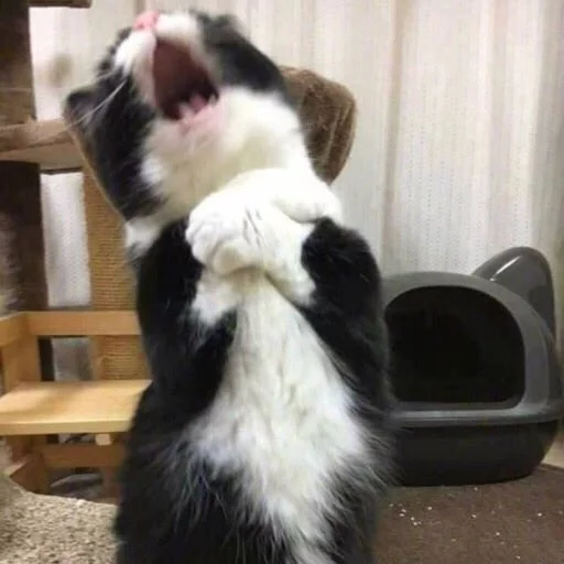 😱 Стикер «Cuteness Overload» для Telegram