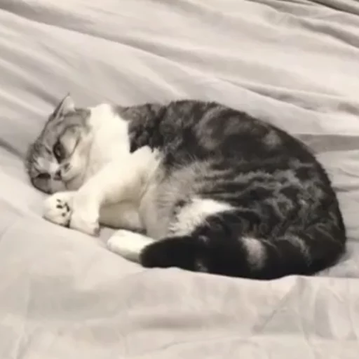 😢 Стикер «Cuteness Overload» для Telegram
