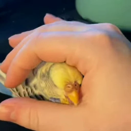 😌 Стикер «parrot» для Telegram