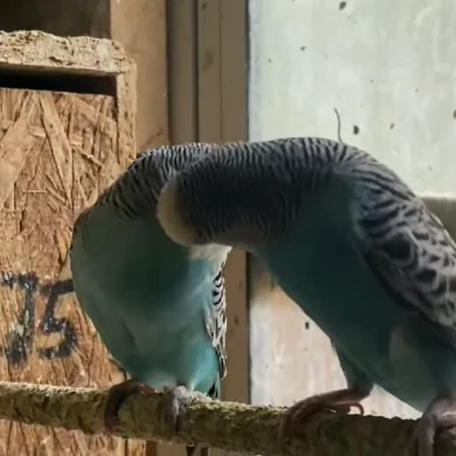 😚 Стикер «parrot» для Telegram