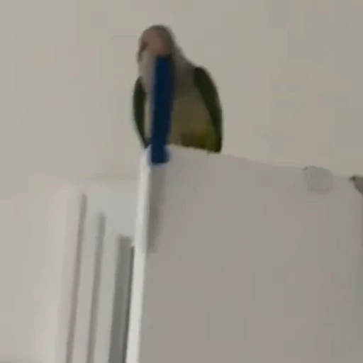 🔪 Стикер «parrot» для Telegram