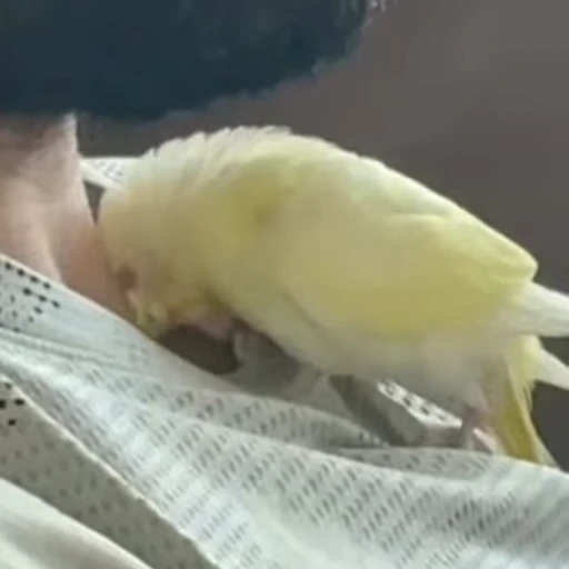 🥰 Стикер «parrot» для Telegram