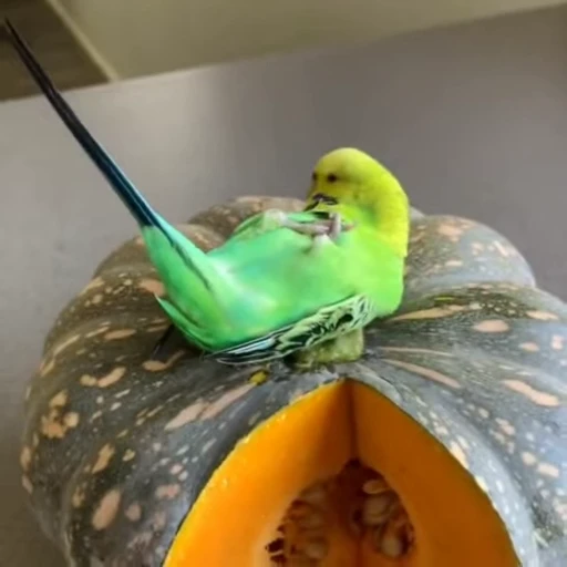 🎃 Стикер «parrot» для Telegram