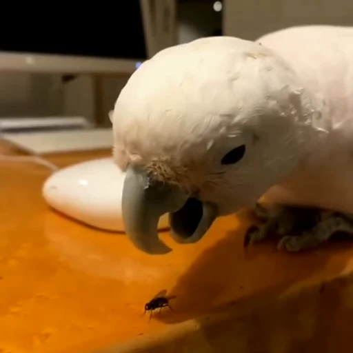 😋 Стикер «parrot» для Telegram