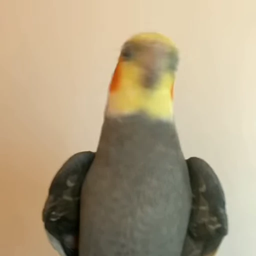 😎 Стикер «parrot» для Telegram