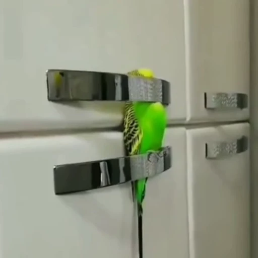 🦜 Стикер «parrot» для Telegram
