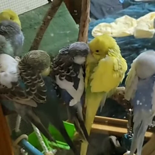 😴 Стикер «parrot» для Telegram