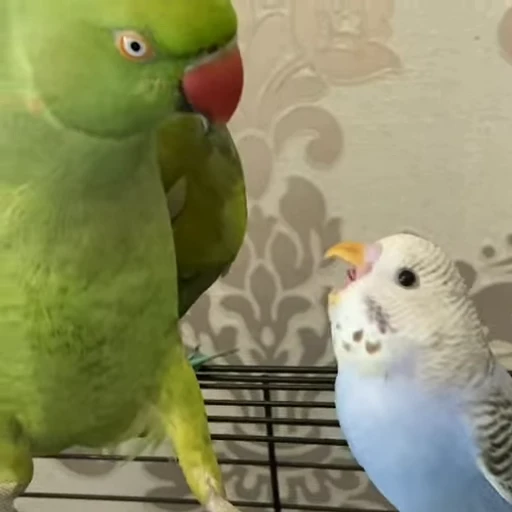 😠 Стикер «parrot» для Telegram