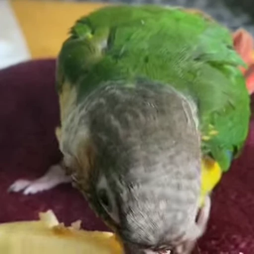 🍑 Стикер «parrot» для Telegram