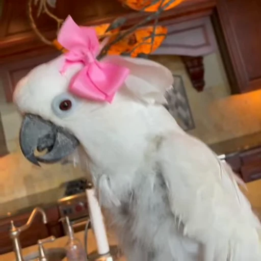 🎀 Стикер «parrot» для Telegram