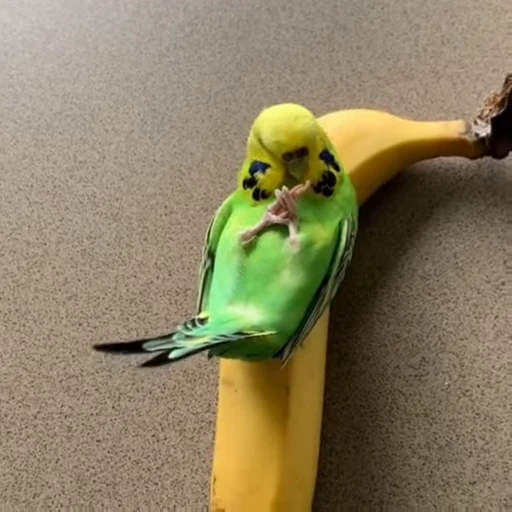 🍌 Стикер «parrot» для Telegram