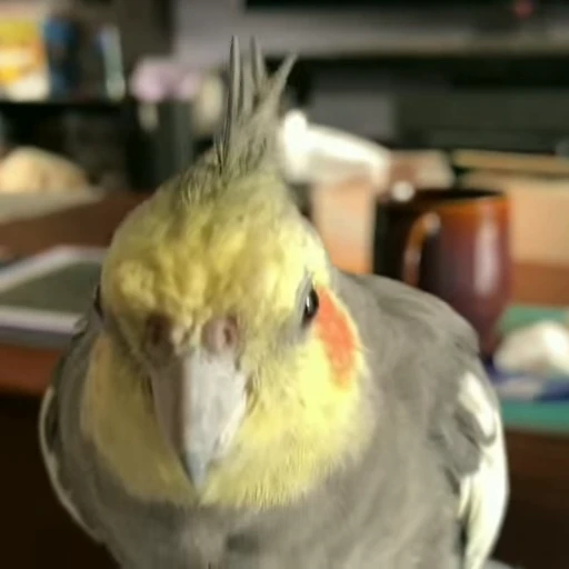 😐 Стикер «parrot» для Telegram
