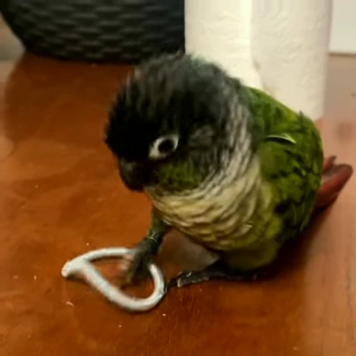 😲 Стикер «parrot» для Telegram
