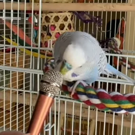 🧐 Стикер «parrot» для Telegram