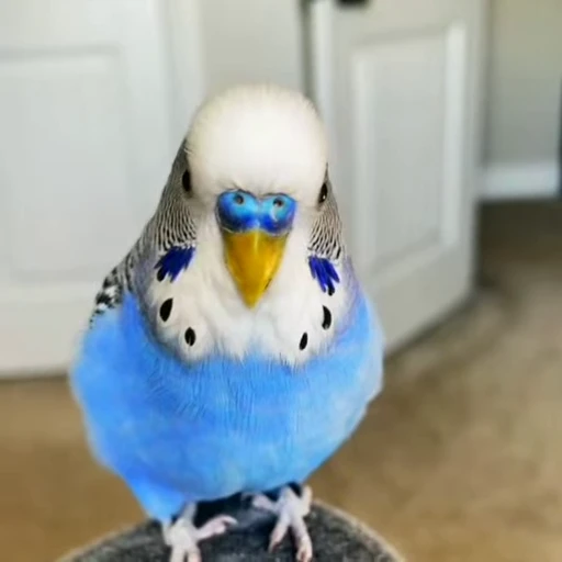 🤨 Стикер «parrot» для Telegram