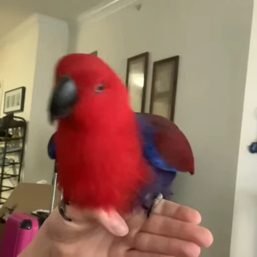 💃 Стикер «parrot» для Telegram
