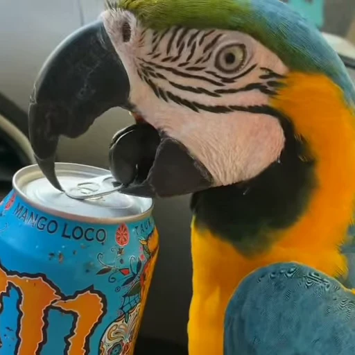 💦 Стикер «parrot» для Telegram