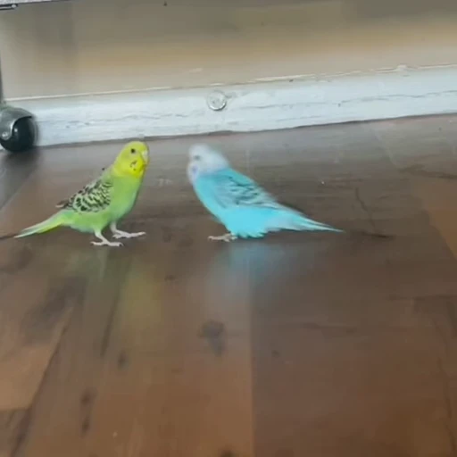 👊 Стикер «parrot» для Telegram