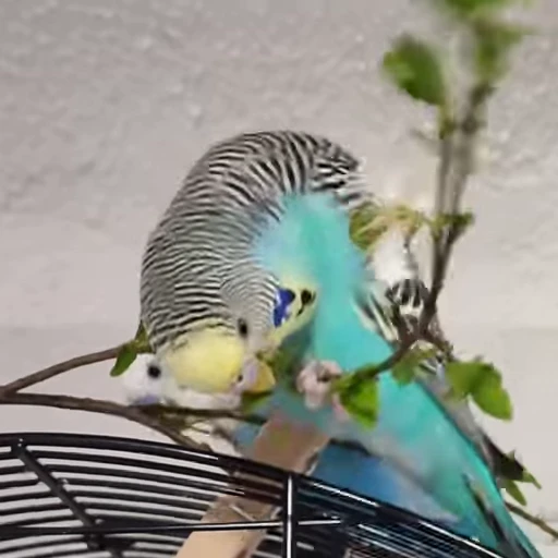 🌿 Стикер «parrot» для Telegram