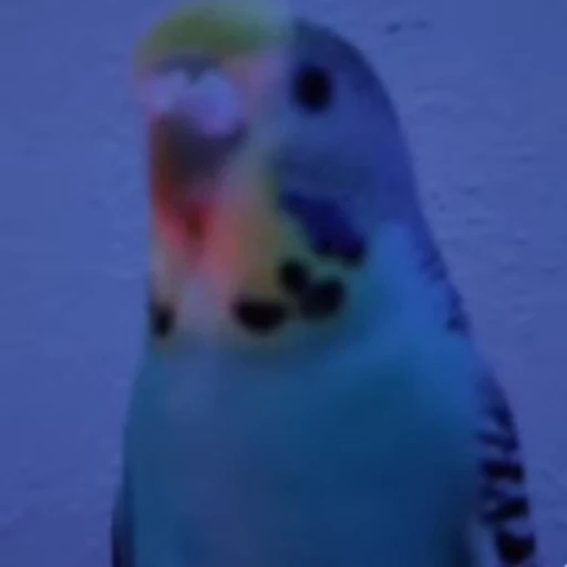🦜 Стикер «parrot» для Telegram