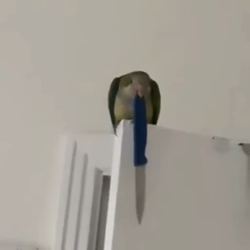 🔪 Стикер «parrot» для Telegram