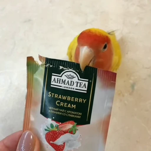 ✂️ Стикер «parrot» для Telegram