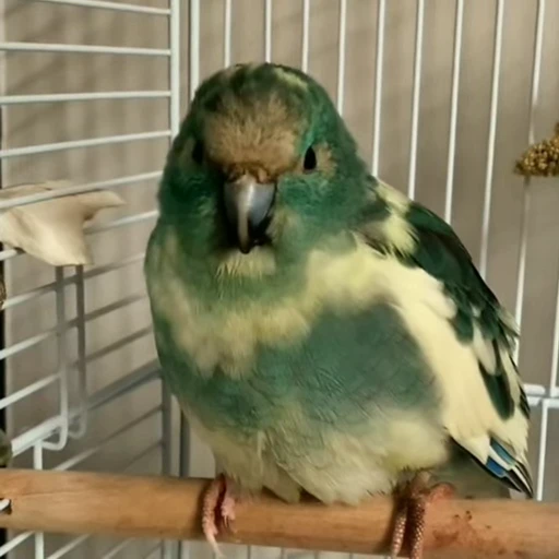 😵‍💫 Стикер «parrot» для Telegram