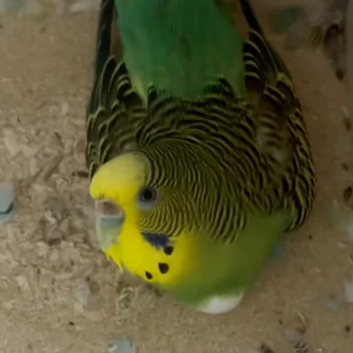 🥺 Стикер «parrot» для Telegram