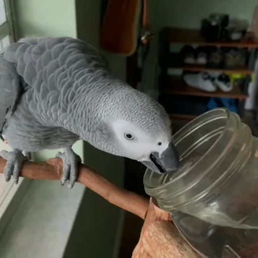 😮‍💨 Стикер «parrot» для Telegram