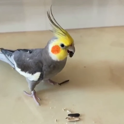 😬 Стикер «parrot» для Telegram