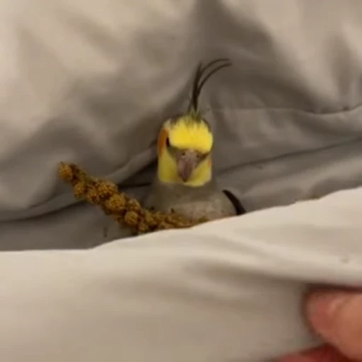 😪 Стикер «parrot» для Telegram