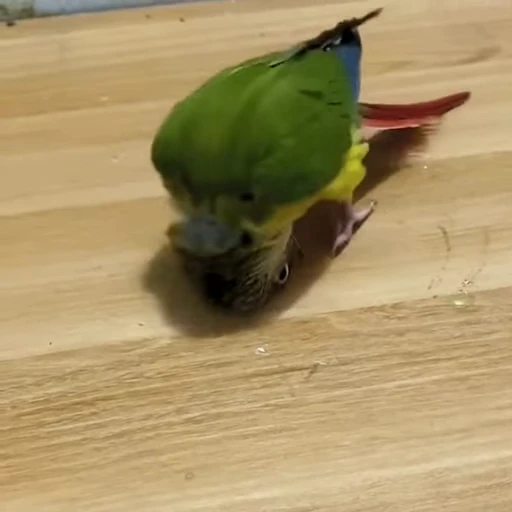 🤡 Стикер «parrot» для Telegram