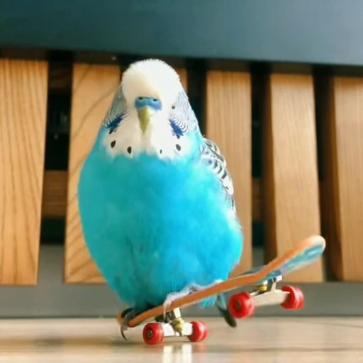 🛹 Стикер «parrot» для Telegram